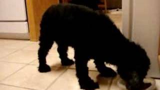 Cody Freeland the wonder Cocker dog.  93-07 RIP