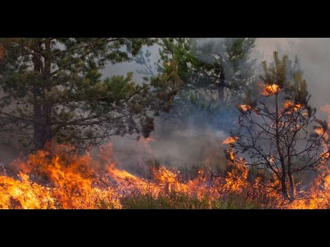 Bomberos combaten incendios forestales en Bahía Negra