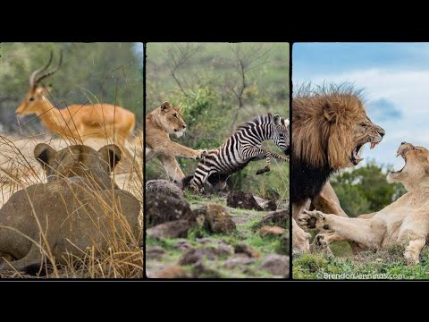 How Lion Hunt His prey | Lion Hunting Strategies: Techniques and Tactics | Lion Food And Adaptations