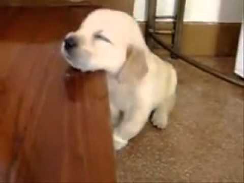 只想睡樓梯的小狗！超可愛！