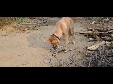 Dhruva destroyed a beautiful piece of work