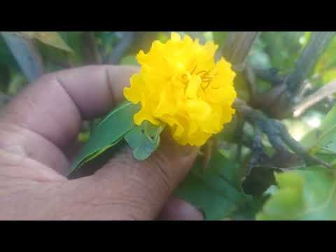 23/10 Gl cây giáng long cúc rin đọt đỏ đế nôm giá 600k ae hợp nhãn lh 0399023488