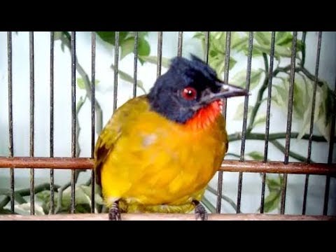 download lagu mp3 mp4 Suara Burung Buat Masteran Kutilang Emas, download lagu Suara Burung Buat Masteran Kutilang Emas gratis, unduh video klip Suara Burung Buat Masteran Kutilang Emas
