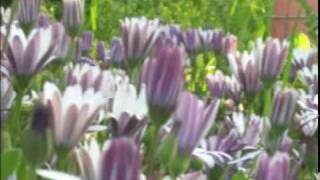 Ladysmith Black Mambazo ft Manu Dibango - Wimoweh