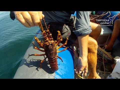 download lagu mp3 mp4 Crayfish Season 2018, download lagu Crayfish Season 2018 gratis, unduh video klip Crayfish Season 2018