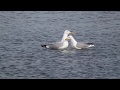 Ring Billed Seagull Love Feeding Regurgitation Part 1 March 2020