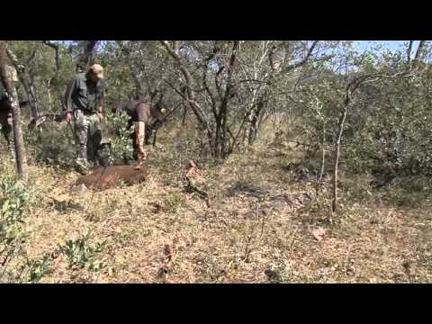 download lagu mp3 mp4 Shabalala Safaris, download lagu Shabalala Safaris gratis, unduh video klip Download Shabalala Safaris Mp3 dan Mp4 Free All Gratis
