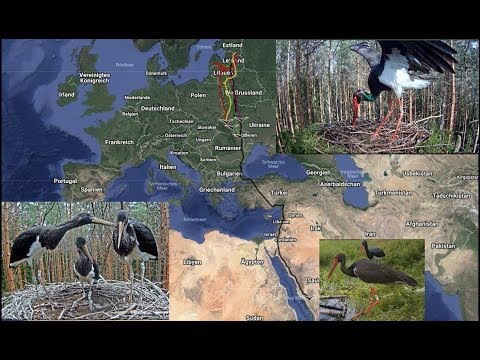 Estonian Black Stork~Migration Eedi, Karl & Kids~ 2018/10/09