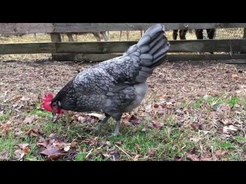 , title : 'Blue Andalusian Chicken: January Breed of the Month'