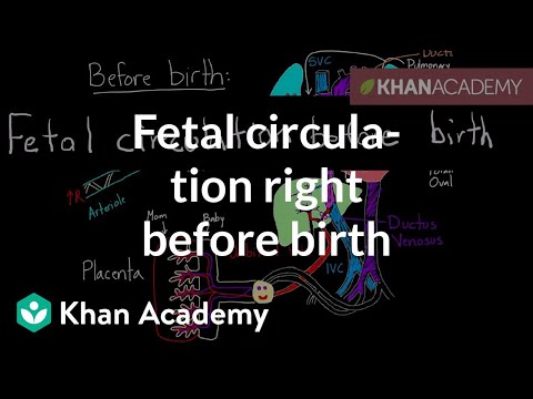 出生直前の胎児循環｜循環器生理学｜NCLEX-RN｜カーンアカデミー (Fetal circulation right before birth | Circulatory system physiology | NCLEX-RN | Khan Academy)