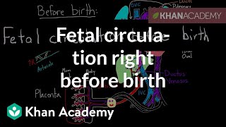 Fetal circulation right before birth | Circulatory system physiology 