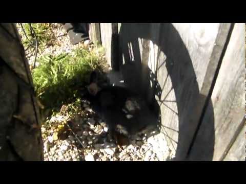 Hasen jagen Katze :)