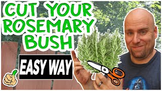 Pruning Rosemary Bush To Promote Growth | Simple Way