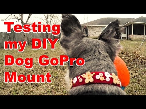 My DIY Dog GoPro Mount in Action (+ Kick Fetch Ball) Video