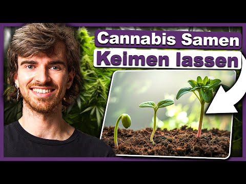 🌱 Cannabis Samen Keimen lassen - Die 4 besten Methoden