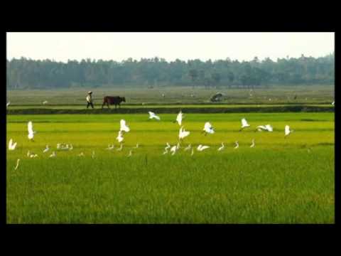 Nang dep Mien Nam  - By Quang Le