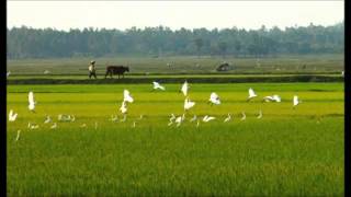 Video hợp âm Lemon Tree Fool's Garden