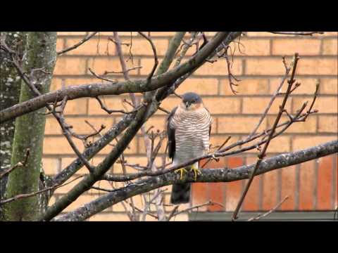 Sparrowhawk - The Garden Predator