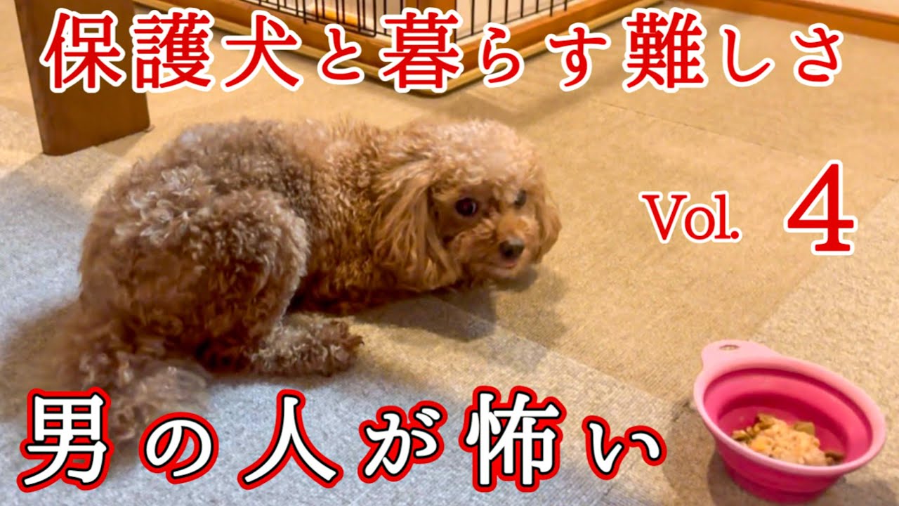 【保護犬】を迎えるということ繁殖引退犬の記録④ #トイプードル 