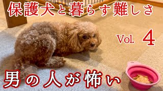 【保護犬】を迎えるということ繁殖引退犬の記録④ #トイプードル 