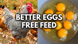 Simple Hacks for Stronger, Healthier Chickens
