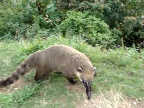 BICHO ...ESSE BICHO MATA...VOCE ME CONHECE?