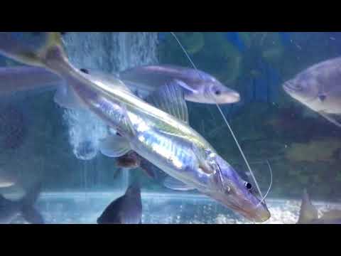 Sperata acicularis/Asian Shovelnose Catfish