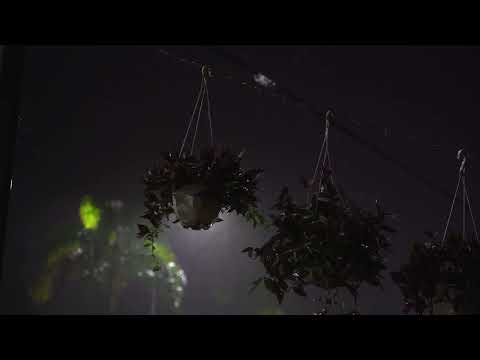 En 11 Minutos, Caerá en un Sueño Instantáneo con Sonido de Lluvia en Bosque Brumoso - ASMR