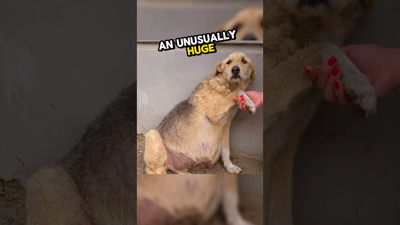 This poor dog got an unusually huge belly... 🥹💕 #wholesome #hearttouching #rescuedog