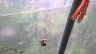 preview picture of video 'Spider VS Fly 4 Spot Orb Weaver'