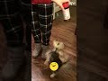 When Your Dog Dances Better Than You Shorts