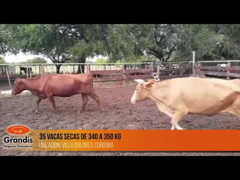 35 vacas secas de 340 a 350 kg - 50º Remate Grandis Ganadero