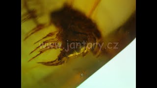 Křídový jantar B-46