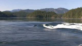 preview picture of video 'Campbell River Whale Watching WhiteWater Tour'