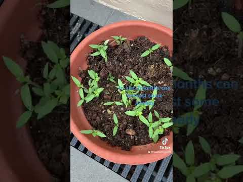 , title : 'growing a bell pepper 🫑 from fresh seeds??please watch the whole video for the answers😊❤️❤️'