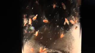 Genetics and Statistics