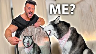 Showing My Husky The Most Beautiful Dog in The World! (SHE GOT MAD)