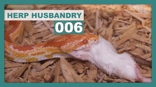 How to Thaw & Feed Frozen Mice to Snakes