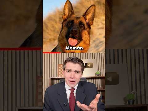 Nombres de Gatos Vs Perros 😂