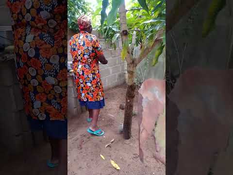 Xiguinha de cacana | Receitas de Inhambane