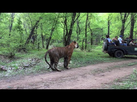 Ranthambore Tiger Sighting - T34 Kumbha in Zone 6