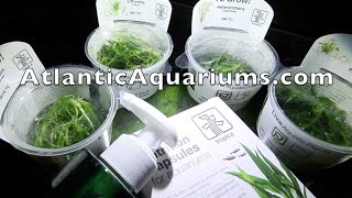 Atlantic Aquariums Care Package