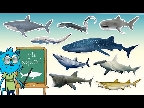 Tipi di Squalo e curiosità 🦈 | Video di apprendimento divertente ed educativo