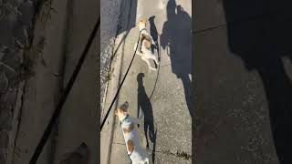 Video preview image #1 Toy Rat Doxie Puppy For Sale in Sanford, FL, USA