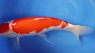 video van Maruten Kohaku KO-V23-03182