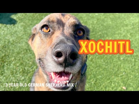 Xochitl | 3yo German Shepherd Mix | Off Leash Obedience | Advanced Obedience