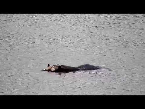 Djuma: Hippo male in the dam - 10:24 - 08/05/21