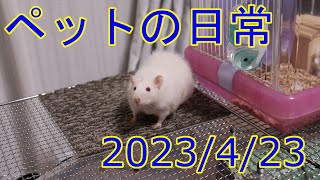 ペットの日常 20230423