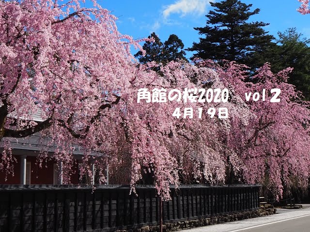 April 19, 2020 (Reiwa 2) Cherry blossoms in Kakunodate (in front of the Birch Crafts Museum and on the banks of the Hinokinai River)