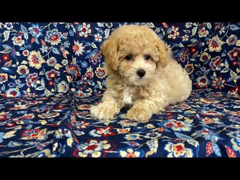 MALTIPOO FEMALE NAMED CARLA